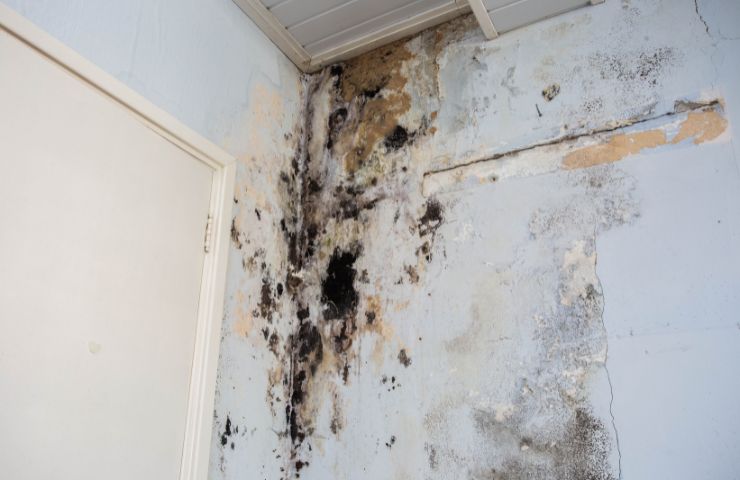 Understanding Mold Risks After Water Damage in Miami
